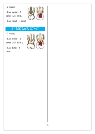 41
- 2 raízes;
- Raiz mesial – 2
canais (MV e ML)
- Raiz Distal – 1 canal
2° MOLAR 37-47
- 2 raízes;
- Raiz mesial – 2
canais (MV e ML);
- Raiz distal – 1
canal.
 