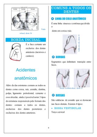 9
Visão
oclusal, dente 36
BORDA INCISAL
É a face cortante um
exclusiva dos dentes
anteriores (incisivos e
caninos).
Acidentes
anatômicos
Além da das estruturas comuns as todos os
dentes como coroa, raiz, esmalte, dentina,
polpa, ligamento periodontal, cemento e
osso alveolar, ainda é possível notar 3 tipos
de estruturas responsáveis pelo formato dos
dentes: comuns a todos os dentes,
exclusivas dos dentes posteriores e
exclusivas dos dentes anteriores.
COMUNS A TODOS OS
DENTES
LINHA DO COLO ANATÔMICO
É uma linha sinuosa e contínua que divide
o
dente em coroae raiz.
BORDAS
Segmentos que delimitam transição entre
faces.
Borda vestíbulo-distal, dente 21
BOSSAS
São saliências de esmalte que se destacam
nas faces dentais. Existem 4 tipos:
 BOSSA VESTIBULAR
Terço cervical
Linha
do
colo,
dente
21
 