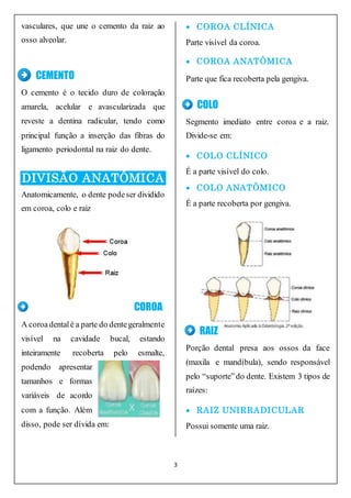 Anatomia do Dente e Mandíbula Inferior de um Jovem 6 Partes