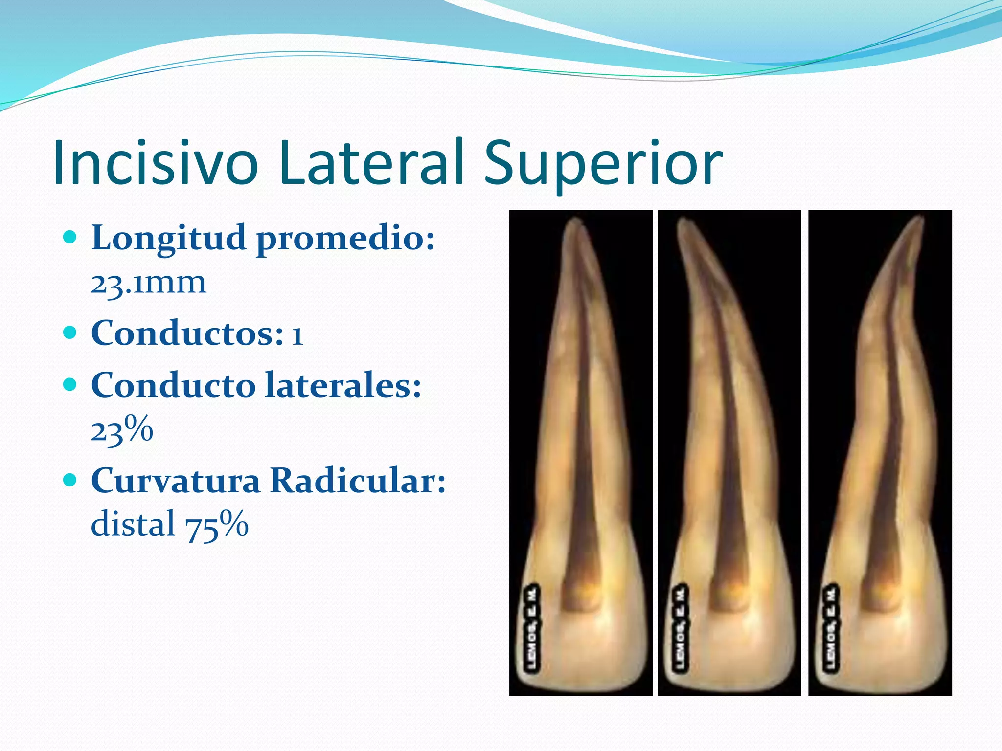 Anatomia dental interna_1 | PPT