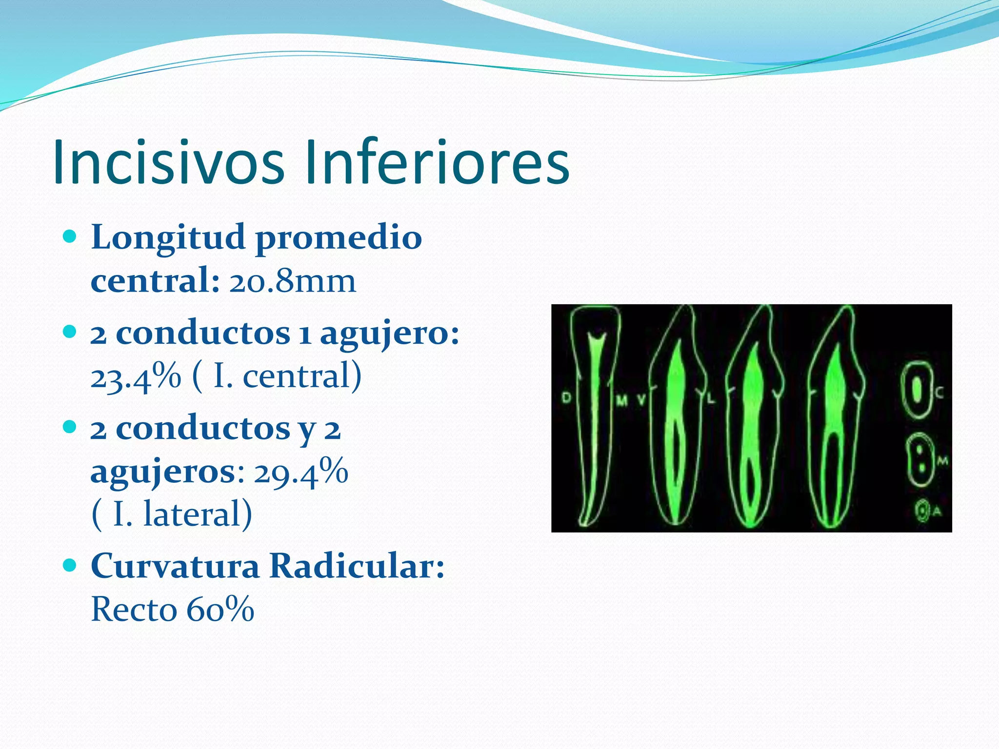 Anatomia dental interna_1 | PPT