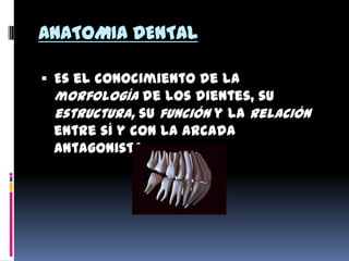 ANATOMIA DENTAL
 Es el conocimiento de la
morfología de los dientes, su
estructura, su función y la relación
entre sí y con la arcada
antagonista.
 