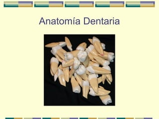 Anatomía Dentaria 
 