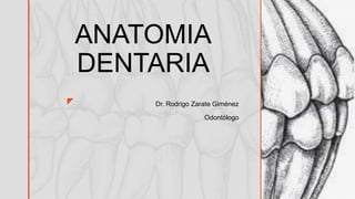 z
ANATOMIA
DENTARIA
Dr. Rodrigo Zarate Giménez
Odontólogo
 