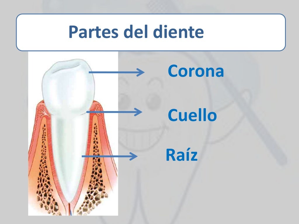 nucleo dental nucleo dental