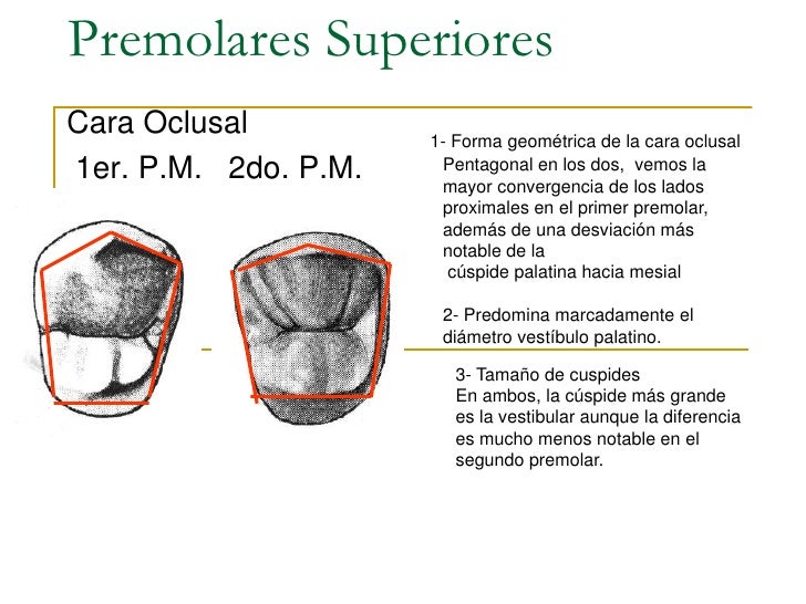 Anatomia dentariaal Anatomia dentariaal