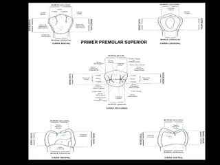 PRIMER PREMOLAR SUPERIOR

 