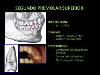 SEGUNDO PREMOLAR SUPERIOR.
EDAD ERUPCIÓN:
•

10 - 11 AÑOS.

OCLUSIÓN:
•
•

VERTIENTE DISTAL 2º PMI.
VERTIENTE MESIAL 1ºMI.

GENERALIDADES:
• Complementa la función del
primero.
• Corona más redondeada.
• Mayor longitud radicular.

 