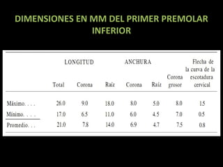 DIMENSIONES EN MM DEL PRIMER PREMOLAR
INFERIOR

 