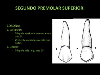 SEGUNDO PREMOLAR SUPERIOR.

CORONA:
C. Vestibular:
• Cúspide vestibular menor altura
que 1º.
• Vertiente mesial más corta que
distal.
C. Lingual:
• Cúspide más larga que 1º.

 