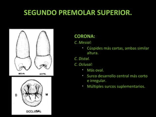 SEGUNDO PREMOLAR SUPERIOR.
CORONA:
C. Mesial:
• Cúspides más cortas, ambas similar
altura.
C. Distal.
C. Oclusal:
• Más oval.
• Surco desarrollo central más corto
e irregular.
• Múltiples surcos suplementarios.

 