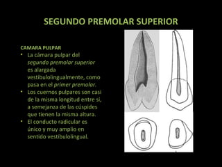 SEGUNDO PREMOLAR SUPERIOR
CAMARA PULPAR

• La cámara pulpar del
segundo premolar superior
es alargada
vestibulolingualmente, como
pasa en el primer premolar.
• Los cuernos pulpares son casi
de la misma longitud entre sí,
a semejanza de las cúspides
que tienen la misma altura.
• El conducto radicular es
único y muy amplio en
sentido vestibulolingual.

 