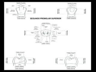 SEGUNDO PREMOLAR SUPERIOR

 