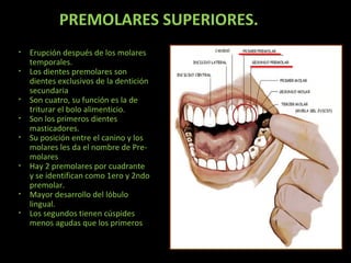 PREMOLARES SUPERIORES.
•
•

•
•
•

•

•
•

Erupción después de los molares
temporales.
Los dientes premolares son
dientes exclusivos de la dentición
secundaria
Son cuatro, su función es la de
triturar el bolo alimenticio.
Son los primeros dientes
masticadores.
Su posición entre el canino y los
molares les da el nombre de Premolares
Hay 2 premolares por cuadrante
y se identifican como 1ero y 2ndo
premolar.
Mayor desarrollo del lóbulo
lingual.
Los segundos tienen cúspides
menos agudas que los primeros

 