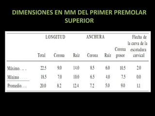 DIMENSIONES EN MM DEL PRIMER PREMOLAR
SUPERIOR

 