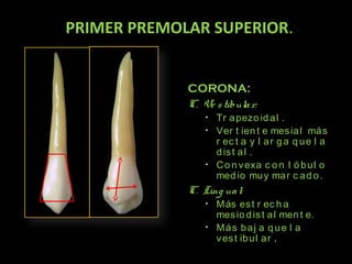 PRIMER PREMOLAR SUPERIOR.
CORONA:
C. Ve s tibula r:
•
•

•

Tr a pezo id a l .
Ver t ien t e mes ia l má s
r ec t a y l a r g a q u e l a
d is t a l .
C o n v exa c o n l ó b u l o
med io mu y ma r c a d o .

C. Ling ua l:
•
•

M ás es t r ec h a
mes io d is t a l men t e.
Más baj a q ue l a
v es t ib u l a r .

 