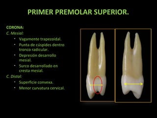 PRIMER PREMOLAR SUPERIOR.
CORONA:
C. Mesial:
• Vagamente trapezoidal.
• Punta de cúspides dentro
tronco radicular.
• Depresión desarrollo
mesial.
• Surco desarrollado en
cresta mesial.
C. Distal:
• Superficie convexa.
• Menor curvatura cervical.

 