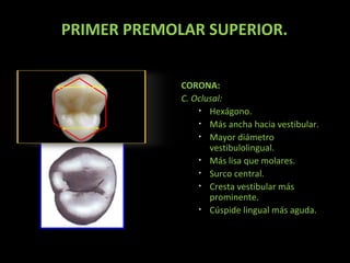PRIMER PREMOLAR SUPERIOR.
CORONA:
C. Oclusal:
• Hexágono.
• Más ancha hacia vestibular.
• Mayor diámetro
vestibulolingual.
• Más lisa que molares.
• Surco central.
• Cresta vestibular más
prominente.
• Cúspide lingual más aguda.

 