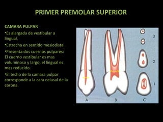 PRIMER PREMOLAR SUPERIOR
CAMARA PULPAR
•Es alargada de vestibular a
lingual.
•Estrecha en sentido mesiodistal.
•Presenta dos cuernos pulpares:
El cuerno vestibular es mas
voluminoso y largo, el lingual es
mas reducido.
•El techo de la camara pulpar
corresponde a la cara oclusal de la
corona.

 