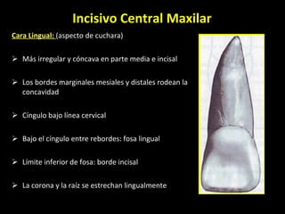 Incisivo Central Maxilar Cara  Lingual:  (aspecto de cuchara)  Más irregular y cóncava en parte media e incisal Los bordes marginales mesiales y distales rodean la concavidad Cíngulo bajo línea cervical Bajo el cíngulo entre rebordes: fosa lingual Límite inferior de fosa: borde incisal La corona y la raíz se estrechan lingualmente  