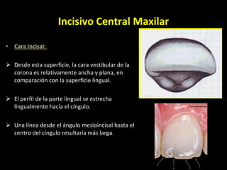 Cara Incisal:  Desde esta superficie, la cara vestibular de la corona es relativamente ancha y plana, en comparación con la superficie lingual. El perfil de la parte lingual se estrecha lingualmente hacia el cíngulo. Una línea desde el ángulo mesioincisal hasta el centro del cíngulo resultaría más larga. Incisivo Central Maxilar 