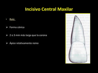 Raíz:  Forma cónica 2 o 3 mm más larga que la corona Ápice relativamente romo  Incisivo Central Maxilar 