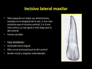 Incisivo lateral maxilar Más pequeño en todas sus dimensiones, excepto en la longitud de la raíz. 2 mm más estrecho que el incisivo central, 2 a 3 mm más corta y su raíz igual o más larga que la del central. Forma variable Cara Vestibular: Inclinada hacia lingual Más curva (convexa) que la del central borde incisal y ángulos redondeados 