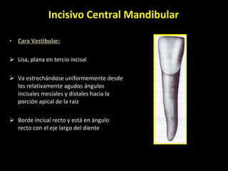 Cara Vestibular: Lisa, plana en tercio incisal Va estrechándose uniformemente desde los relativamente agudos ángulos incisales mesiales y distales hacia la porción apical de la raíz  Borde incisal recto y está en ángulo recto con el eje largo del diente  Incisivo Central Mandibular 