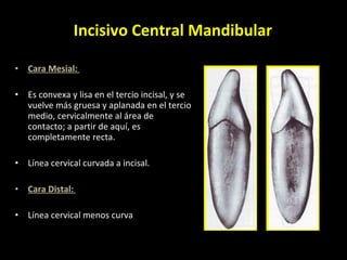 Cara Mesial:  Es convexa y lisa en el tercio incisal, y se vuelve más gruesa y aplanada en el tercio medio, cervicalmente al área de contacto; a partir de aquí, es completamente recta. Línea cervical curvada a incisal. Cara Distal:  Línea cervical menos curva Incisivo Central Mandibular 