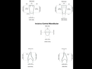 Incisivo Central Mandibular 