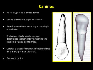 Caninos Piedra angular de la arcada dental.  Son los dientes más largos de la boca. Sus raíces son únicas y más largas que ningún otro diente.  El lóbulo vestibular medio está muy desarrollado incisalmente y determina una cúspide robusta y bien formada. Coronas y raíces son marcadamente convexas en la mayor parte de sus caras. Eminencia canina 