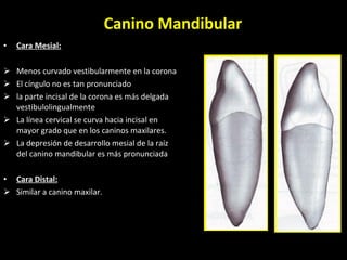 Canino Mandibular Cara Mesial: Menos curvado vestibularmente en la corona El cíngulo no es tan pronunciado la parte incisal de la corona es más delgada vestibulolingualmente  La línea cervical se curva hacia incisal en mayor grado que en los caninos maxilares.  La depresión de desarrollo mesial de la raíz del canino mandibular es más pronunciada  Cara Distal: Similar a canino maxilar. 