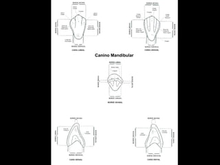 Canino Mandibular 
