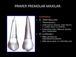 PRIMER PREMOLAR MAXILAR. CORONA: C. Vestibular: Trapezoidal. Vertiente mesial m ás recta y larga que la distal. Convexa con lóbulo medio muy marcado. C. Lingual: M á s estrecha mesiodistalmente. M ás baja que la vestibular. 