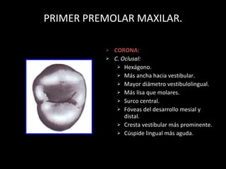 PRIMER PREMOLAR MAXILAR. CORONA: C. Oclusal: Hex ágono. Más ancha hacia vestibular. Mayor diámetro vestibulolingual. Más lisa que molares. Surco central. Fóveas del desarrollo mesial y distal. Cresta vestibular más prominente. Cúspide lingual más aguda. 