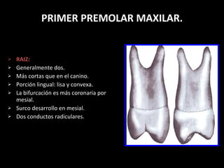 PRIMER PREMOLAR MAXILAR. RAIZ: Generalmente dos. M ás cortas que en el canino. Porción lingual: lisa y convexa. La bifurcación es más coronaria por mesial. Surco desarrollo en mesial. Dos conductos radiculares. 