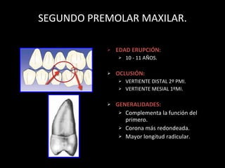 SEGUNDO PREMOLAR MAXILAR. EDAD ERUPCI ÓN : 10 - 11 AÑOS. OCLUSIÓN: VERTIENTE DISTAL 2º PMI. VERTIENTE MESIAL 1ºMI. GENERALIDADES: Complementa la función del primero. Corona más redondeada. Mayor longitud radicular. 