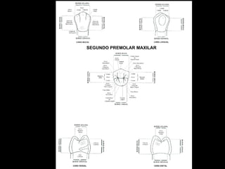 SEGUNDO PREMOLAR MAXILAR 