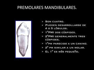 PREMOLARES MANDIBULARES. Son cuatro. Pueden desarrollarse de 4 o 5 l ó bulos. 1 º PMI dos c ú spides. 2 º PMI generalmente tres c ú spides. 1 º pm parecido a un canino. 2 º  pm similar a un molar. El 1 º  es m á s peque ñ o. 
