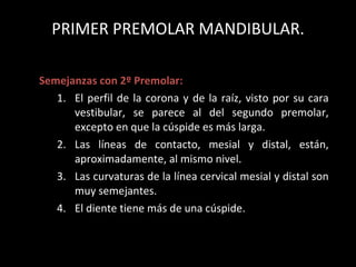 PRIMER PREMOLAR MANDIBULAR. Semejanzas con 2º Premolar: El perfil de la corona y de la ra íz , visto por su cara vestibular, se parece al del segundo premolar, excepto en que la c úsp ide es m ás   larga. Las l íne as de contacto, mesial y distal, est án ,  aproximadamente, al mismo nivel. Las curvaturas de la l ín ea cervical mesial y distal son muy semejantes. El diente tiene m ás   de una c úsp ide. 