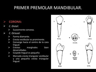 PRIMER PREMOLAR MANDIBULAR. CORONA : C. Distal : Suavemente convexa. C. Oclusal: Forma diamante. Cresta vestibular es prominente. Converge hacia el centro de la cara lingual.  Crestas marginales   bien desarrolladas. Cús p ide lingual es peque ña Marcada cresta triangular vestibular y una peque ña  cresta triangular lingual. 