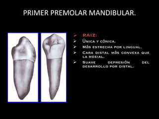 PRIMER PREMOLAR MANDIBULAR. RAIZ: Ú nica y c ó nica. M á s estrecha por lingual. Cara distal m á s convexa que la mesial. Suave depresi ó n del desarrollo por distal.  