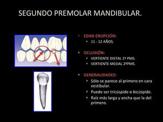 SEGUNDO PREMOLAR MANDIBULAR. EDAD ERUPCI ÓN : 11 - 12 AÑOS. OCLUSIÓN: VERTIENTE DISTAL 1º PMS. VERTIENTE MESIAL 2ºPMS. GENERALIDADES: S ólo se parece al primero en cara vestibular. Puede ser tricúspide o bicúspide. Raíz más larga y ancha que la del primero. 