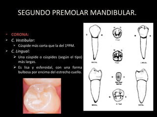 SEGUNDO PREMOLAR MANDIBULAR. CORONA: C. Vestibular: C úspide más corta que la del 1ºPM. C. Lingual: Una c ús p ide o c ús p ides (seg ún  el tipo) m ás   largas. Es lisa y esferoidal, con una forma bulbosa por encima del estrecho cuello. 