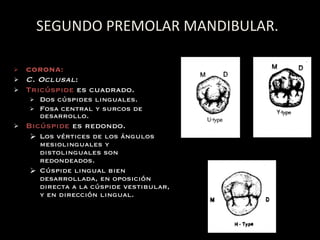 SEGUNDO PREMOLAR MANDIBULAR. CORONA: C. Oclusal : Tricúspide  es cuadrado. Dos cúspides linguales. Fosa central y surcos de desarrollo. Bicúspide  es redondo. Los v ér t ices de los  án g ulos mesiolinguales y distolinguales son redondeados. Cús p ide lingual bien desarrollada, en oposici ón   directa a la c ús p ide vestibular, y en direcci ón   lingual. 