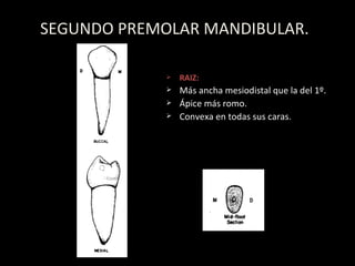 SEGUNDO PREMOLAR MANDIBULAR. RAIZ: M ás ancha mesiodistal que la del 1º. Ápice más romo. Convexa en todas sus caras. 