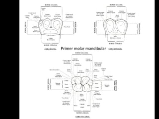 Primer molar mandibular 