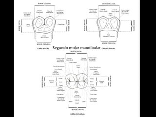 Segundo molar mandibular 
