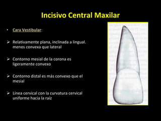Incisivo Central Maxilar Cara Vestibular :  Relativamente plana, inclinada a lingual.  menos convexa que lateral Contorno mesial de la corona es ligeramente convexo  Contorno distal es más convexo que el mesial  Línea cervical con la curvatura cervical uniforme hacia la raíz  