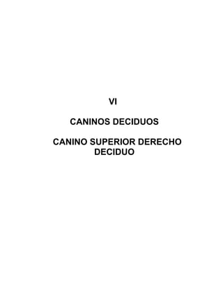 VI

   CANINOS DECIDUOS

CANINO SUPERIOR DERECHO
        DECIDUO
 